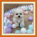 언제나너와 | 천안시애견입양 고민하고너와만나