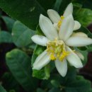 불수감(佛手柑)Citrus medica var. sarcodactylus(Buddha's Hand)그윽한 향수 이미지