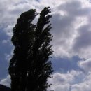 미루나무 이미지