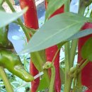 고래골농장 이미지