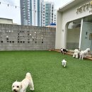 부산유치원 | 부산강아지유치원 우리 강아지도 첫 방문에 좋아한 이유! 부산애견유치원 추천 후기