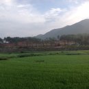 솔향이 진한 이미지