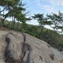 숲에 내린 별