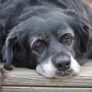 그루동물병원 이미지