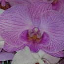 강선마을(중) 이미지