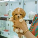 김해 강아지분양 고양이분양 도그하우스 대성점 이미지