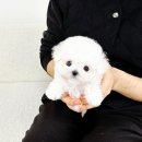 은행초등학교 | 신천동비숑분양 후기 – 몽글몽글한 행복을 데려온 날