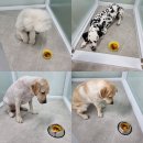 댕글벙글 이미지