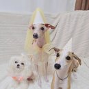 홍천 개아빠 이미지