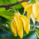 일랑일랑 이미지