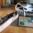 오주동물병원 이미지