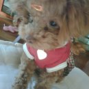 <b>바비</b>님이 <b>코코</b> 이쁘다해주셔서 올려봐요.