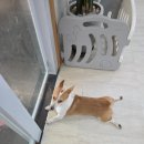 양코치 애견카페 이미지