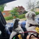 벤지 펜션 이미지