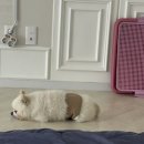 이쁘개즐겁개 이미지