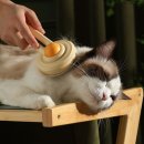 뭉치, 그루밍 이미지