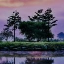 하동읍사무소 | 하동<여행> 시골여행, 대일항쟁 유적지가 있는 북방리 소나무와 진주정씨 세거지.　北方里の松と晋州...