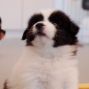 사랑받개 이미지