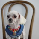 루시펫살롱 이미지