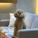 카페플로버 이미지