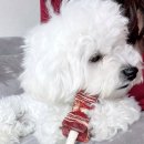 펫클럽샵 이미지