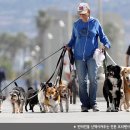 애견산책-도그워킹(Dog walking) 서비스/FCMBA11기_16200136_이지우 이미지