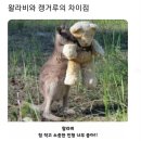 왈라비