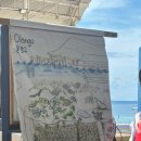 🪸🐠 세부에서 스쿠버 다이빙 배우기 🐢🤿