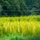 우쿨렐레와 떠나는 ost 여행 | 나가노: 잊을 수 없는 순간을 선물하는, 마음속 깊이 스며드는 여행