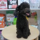 이쁜 똥강아지 이미지