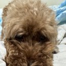 톰&젤 애견미용실 | 양산 말티즈, 푸들 애견미용 추천, 강아지 미용실 몽크닉