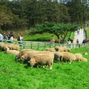 청암목장 이미지