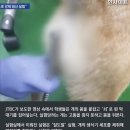 "고통스러워하는데…" 경북대 수의학과 '동물학대' 논란 이미지