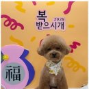 신정애견 이미지