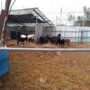 사석농장 이미지