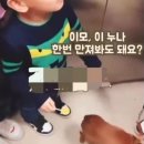 강아지 이모 이미지