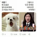 애월튀김간