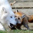 늑대와 여우 이미지