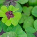 행운클로버 이미지