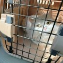 품속동물병원 이미지