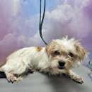 늘 예쁘개 | 동탄 애견미용샵 ‘오늘도예쁘개’에서 우리 아가 변신하고 왔어요!