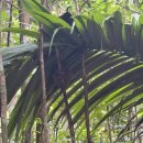 강기사 카 샵 | 보홀 육상투어 현지 가격 안경원숭이 로복강