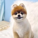 아이그루밍 | 과천 봉봉이 안양애견미용 아이그루밍 포메라니안 가위컷 후기