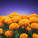 마라코코