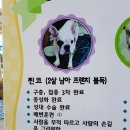 강아지 공화국 네이버블로그