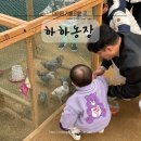 은실농장 | 팔공산 아이랑 하하농장 먹이주기 체험하고 왔어요