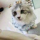 블루바이칼 | 브리티시숏헤어와 먼치킨전문 캐터리 동탄고양이랑