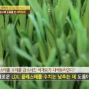 새싹보리 먹는법 다이어트 새싹보리분말 이미지