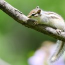 아기다람쥐 이미지