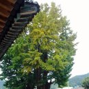 금성관/목사내아 이미지